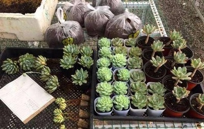 地?cái)偲鸩剑?00元?jiǎng)?chuàng)業(yè) 他的禮品花卉銷售傳奇